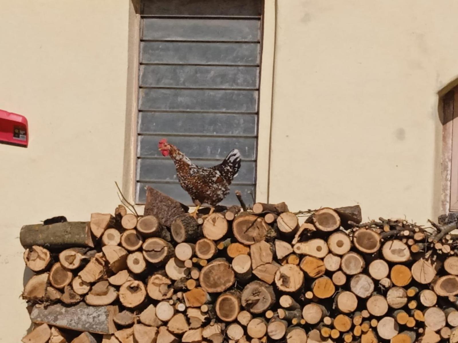 Maso Torbiera- Rural And Mountain Lodging Fiave Luaran gambar
